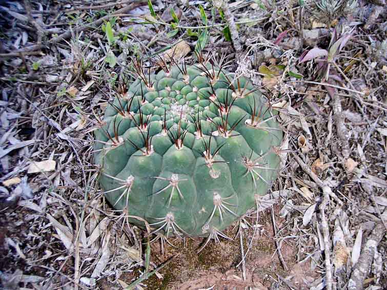 Gymnocalycium pflanzii
